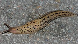 Tigerschnegel Tigerschnegel